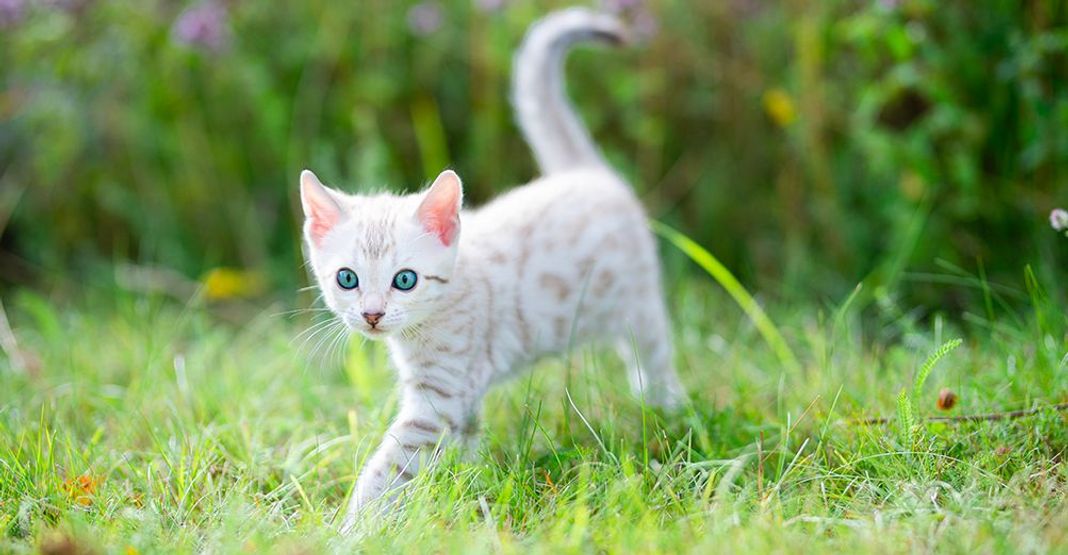 Petit chat en extérieur