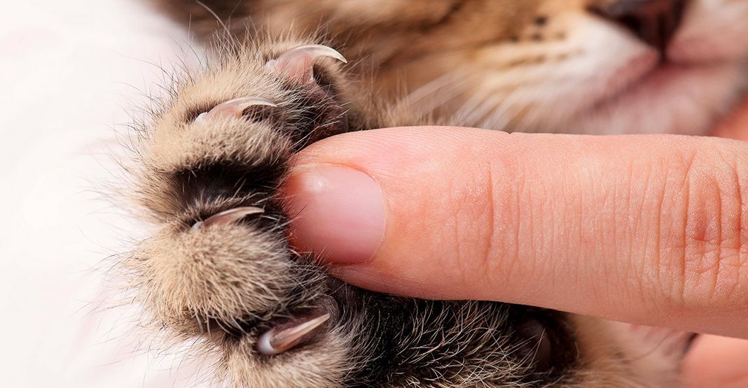 Griffes d'un chat