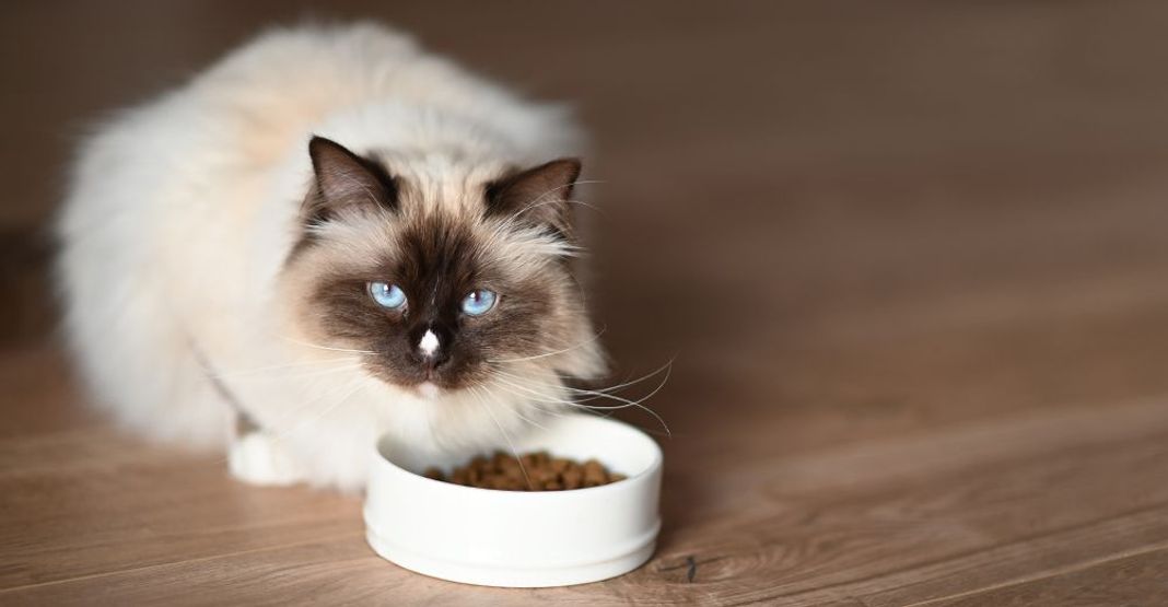 Chat mangeant des croquettes
