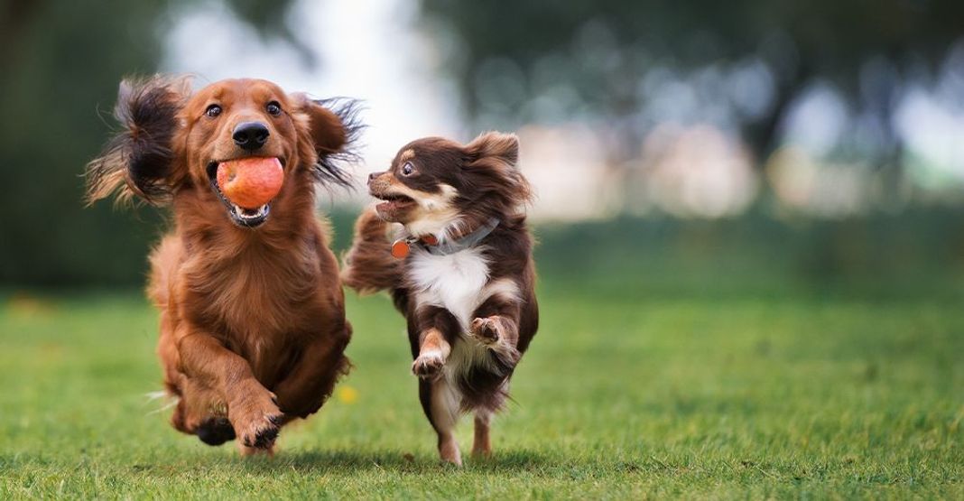 Petits chiens