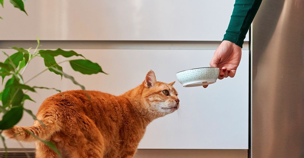 Ration ménagère pour chat 
