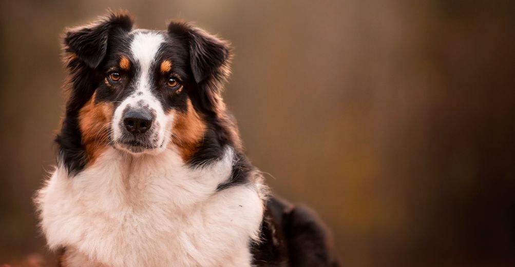 Berger australien en extérieur