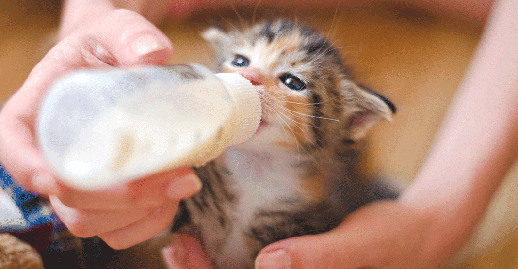 Sevrage du chaton