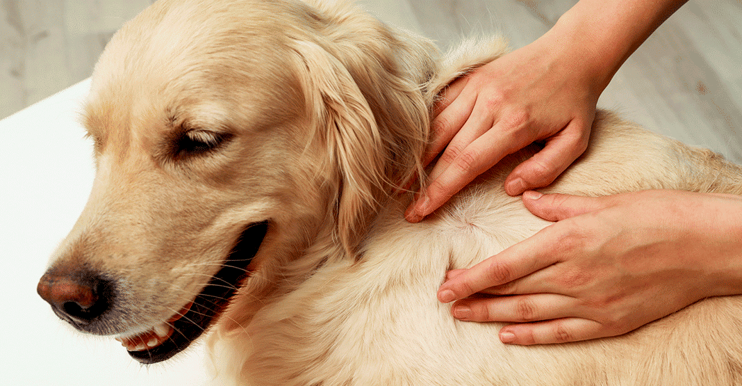 Teigne chez un golden retriever