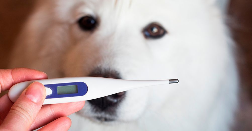 thermomètre chien