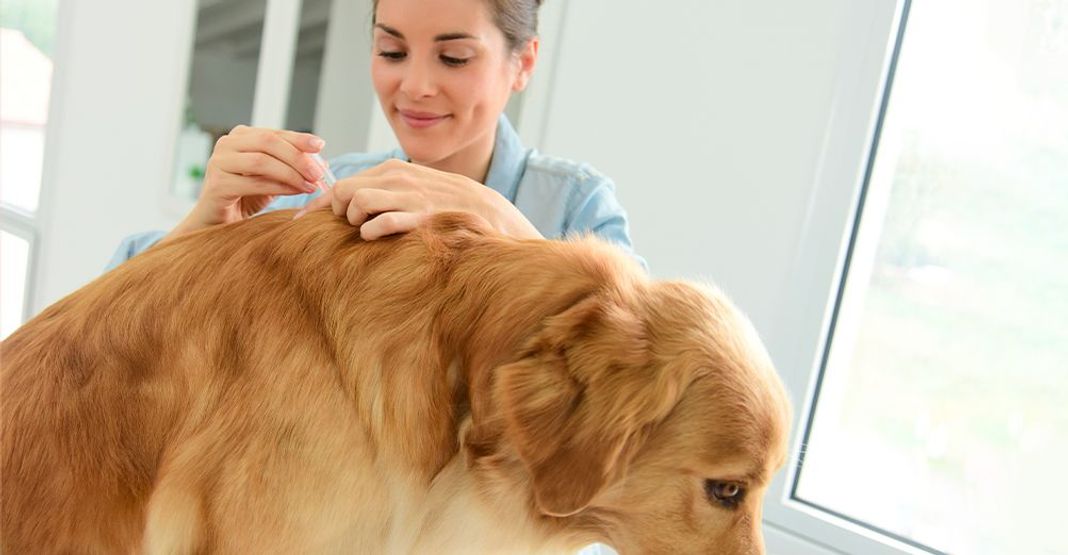 Tiques chez le chien