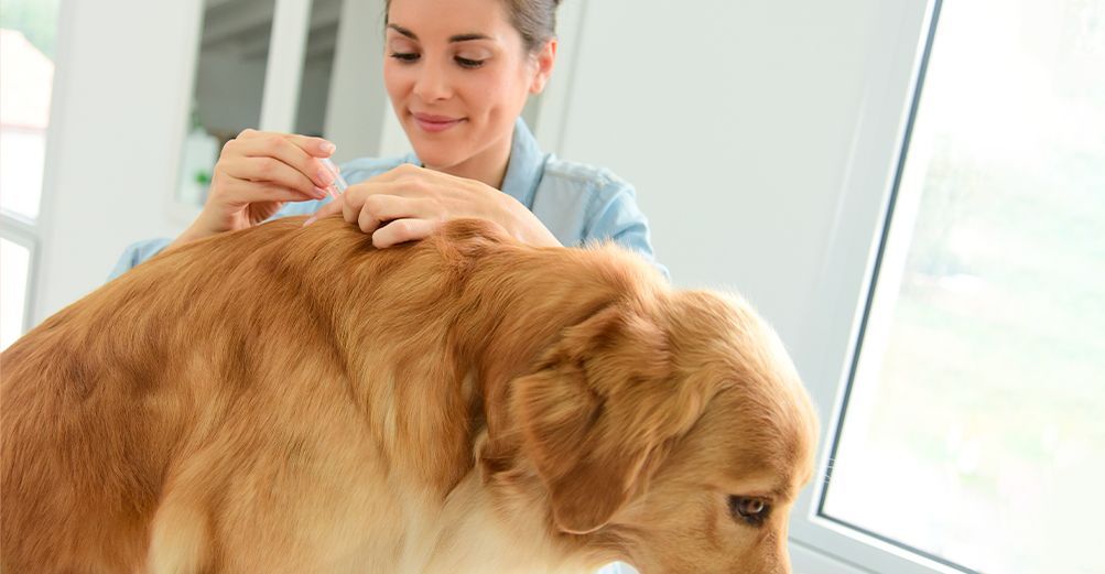 Tiques chez le chien