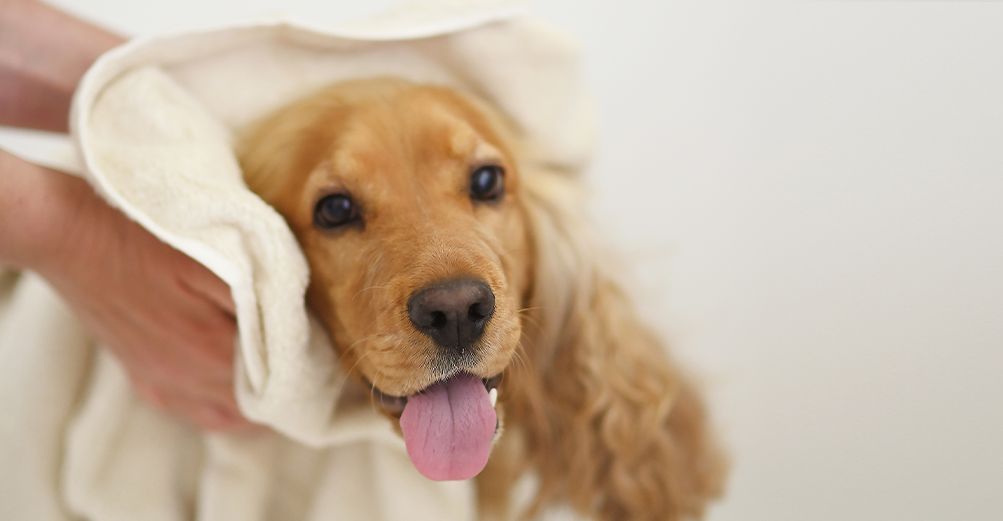 Chien se faisant toiletter