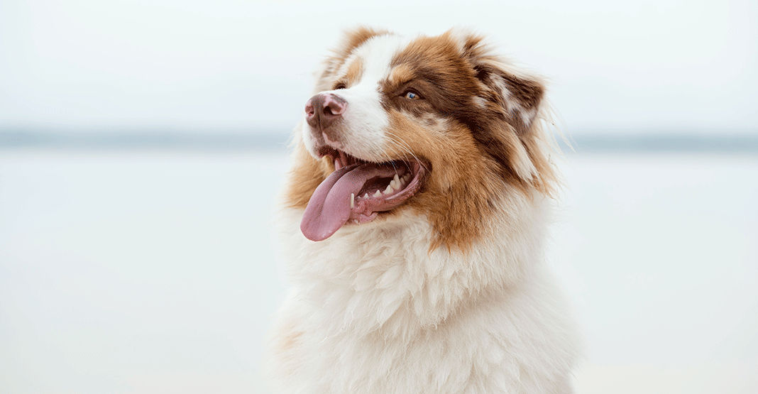 Berger australien tirant la langue