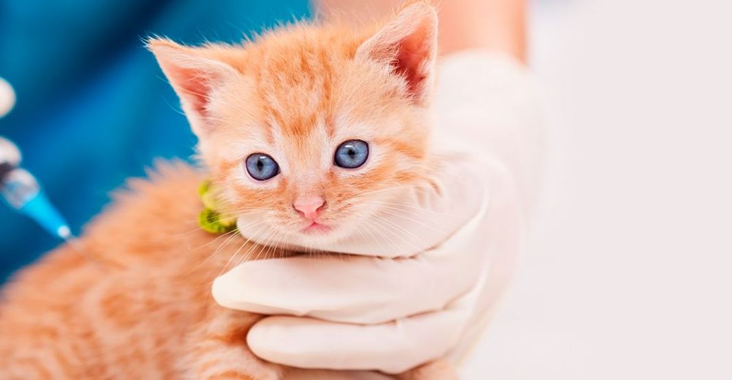 Vaccination du chaton