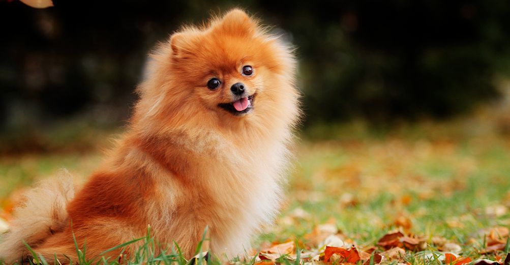 Pomeranian en plein air