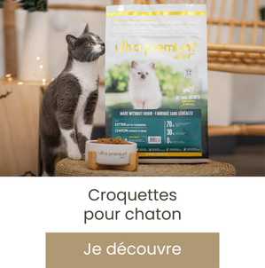 Croquettes pour chaton 
