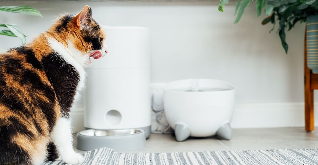 chat devant son distributeur de croquettes