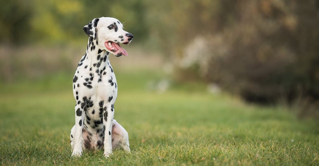 Dalmatien assis dans l'herbe