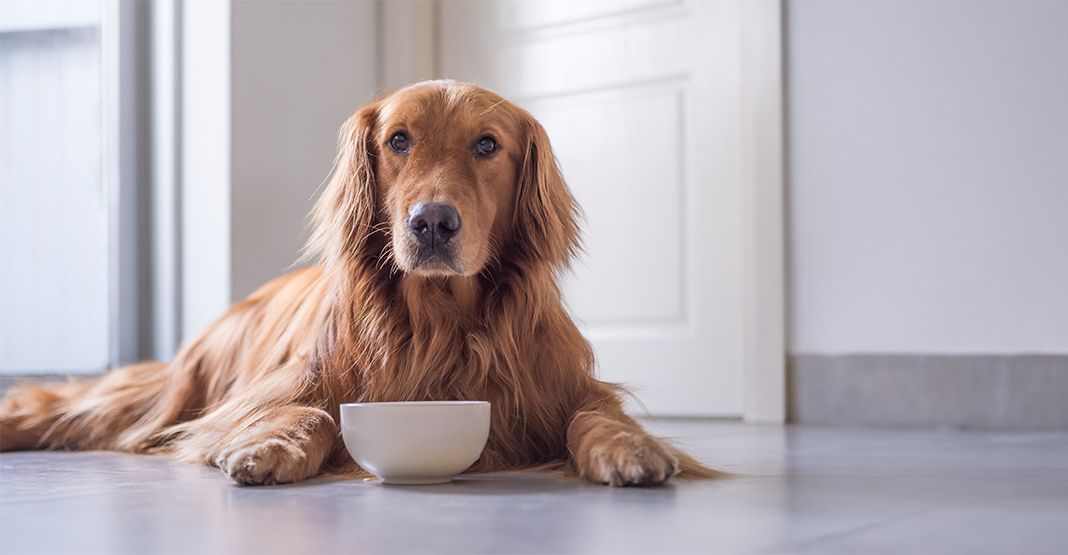 Golden Retriever devant sa gamelle