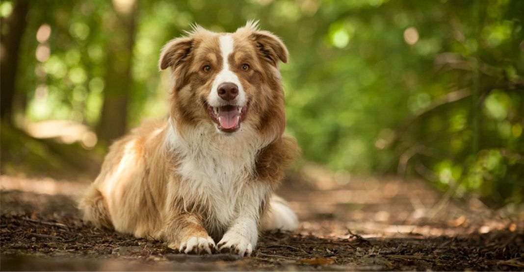 chien allongé dans les bois