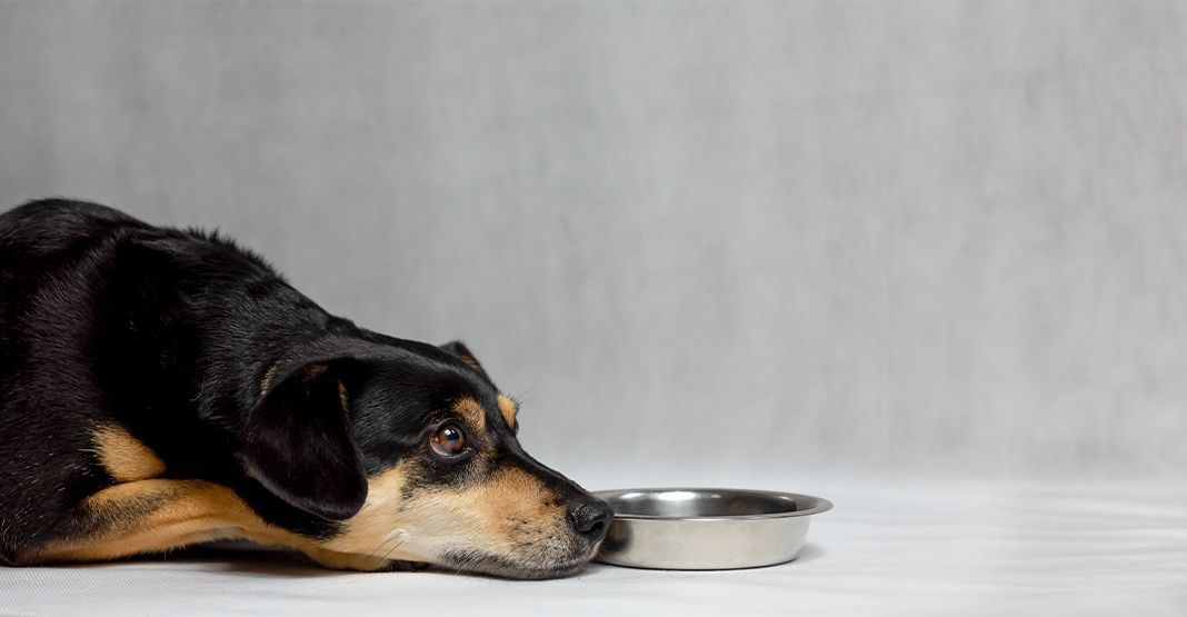 chien allongé devant sa gamelle