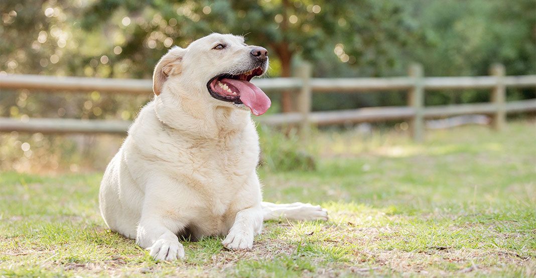 Labrador obèse dans l'herbe