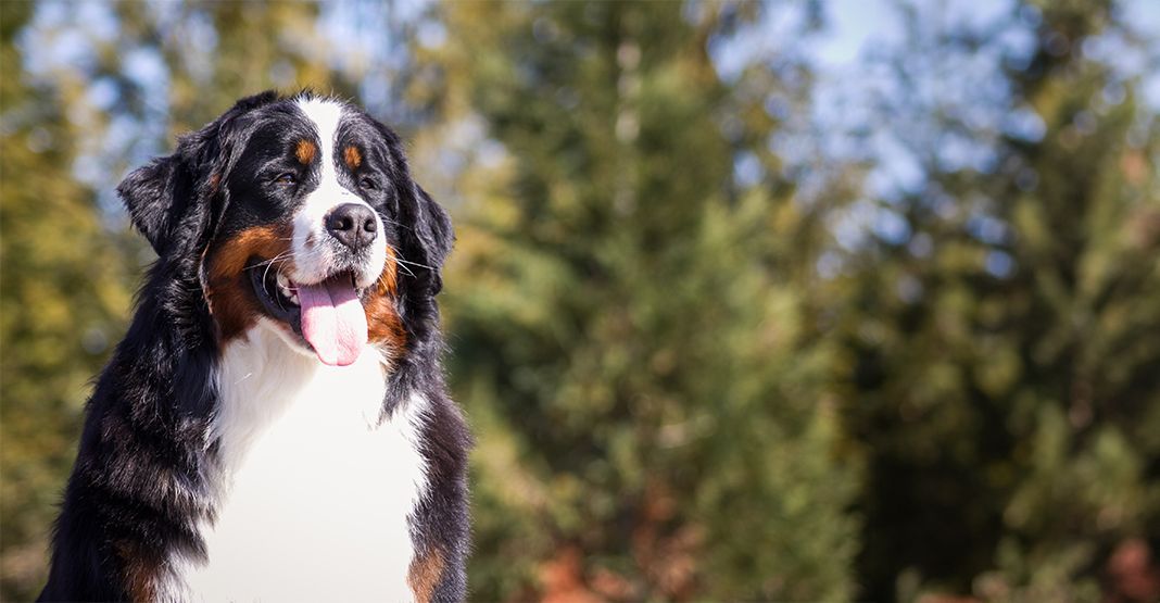 Bouvier Bernois devant une forêt