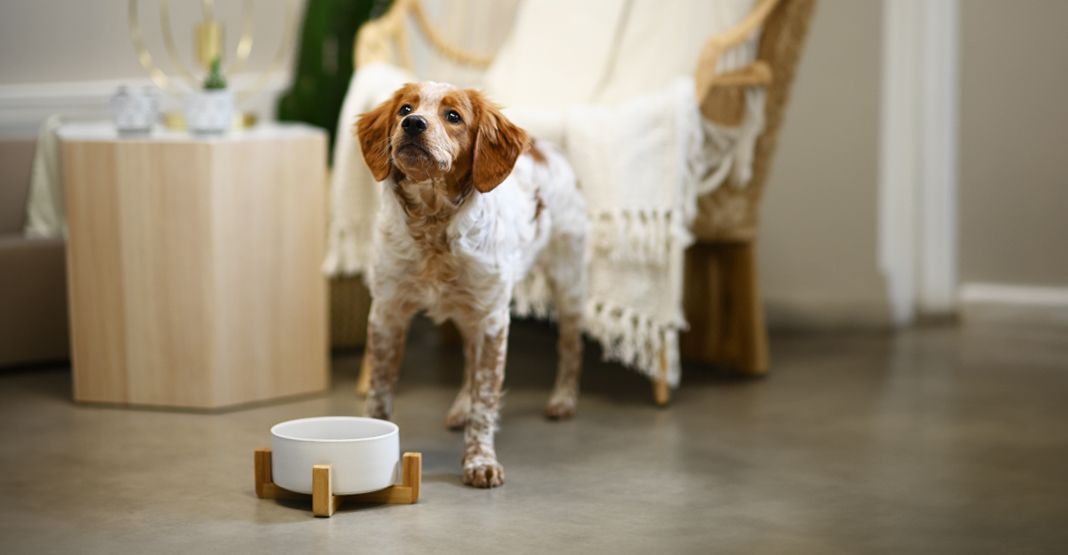 chien devant sa gamelle