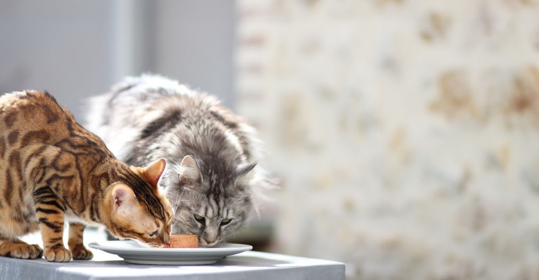 2 chats mangeant leur pâtée