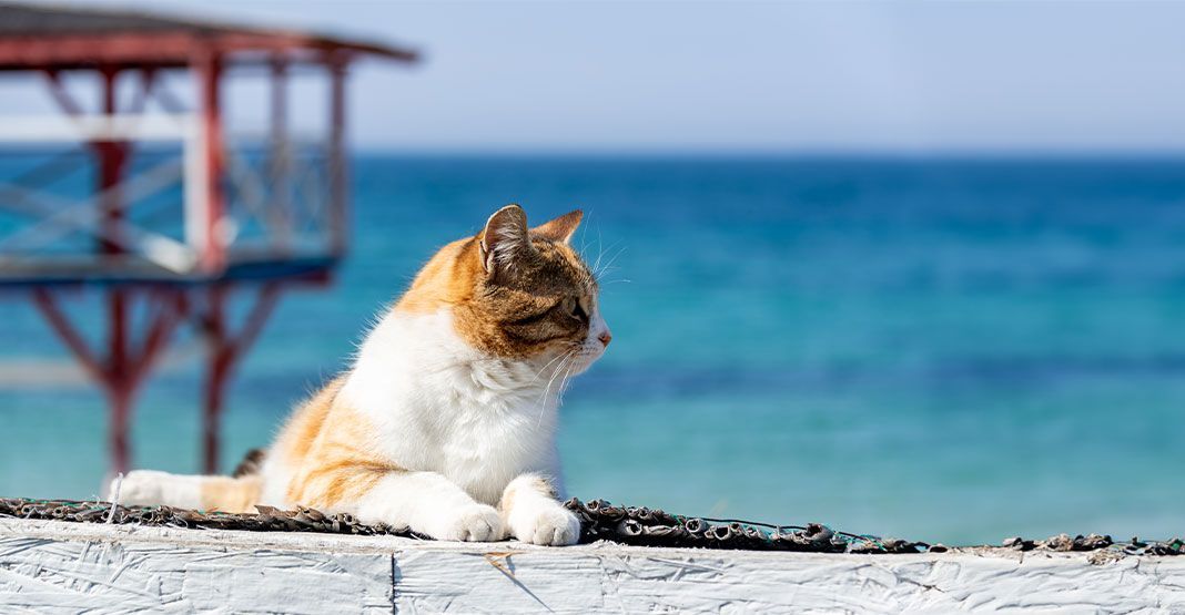 chat devant la mer