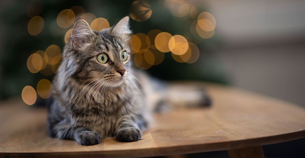 chat a noel