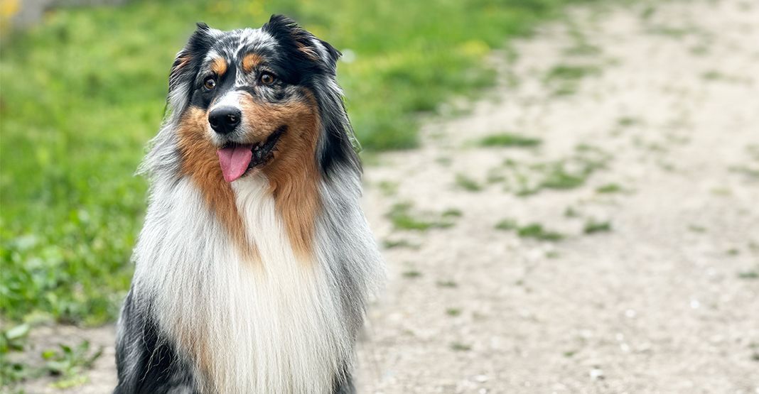 Berger Australien dans l'herbe