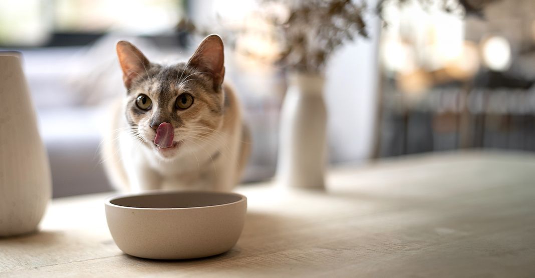 chat mangeant dans sa gamelle