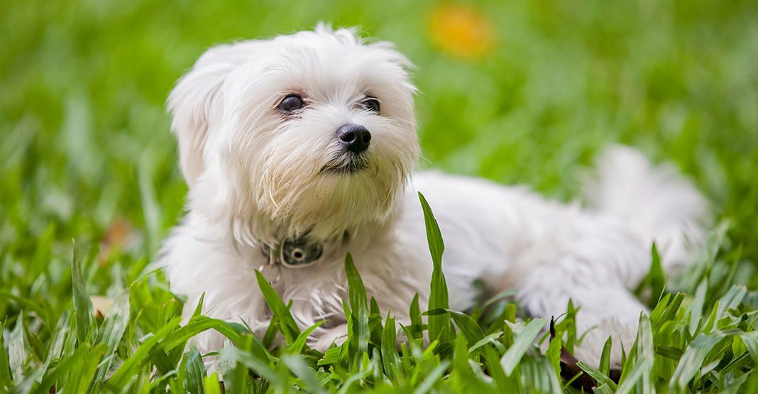 bichon allongé dans l'herbe
