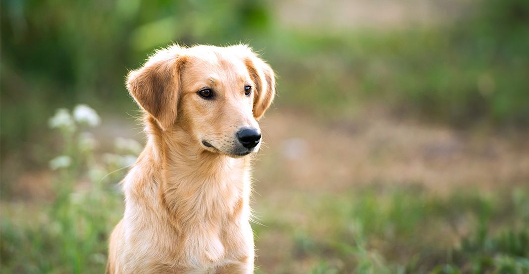 Chien beige dans la nature
