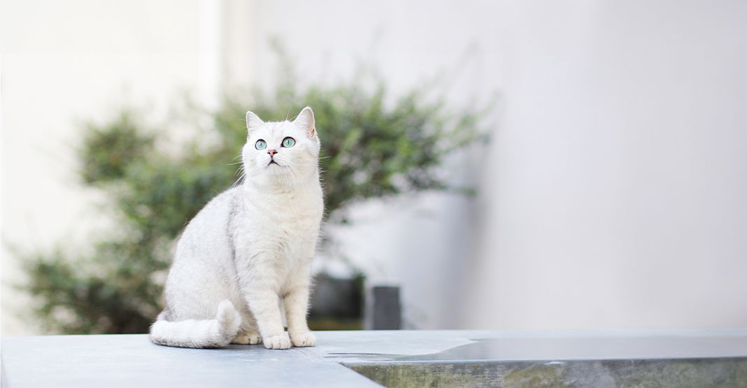 chat blanc en extérieur
