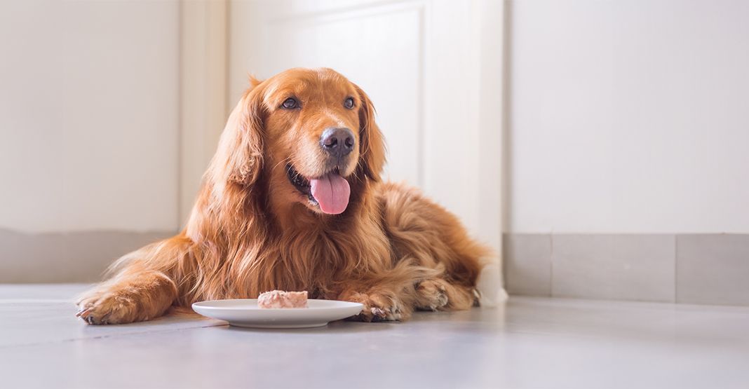 Golden Retriever devant sa gamelle