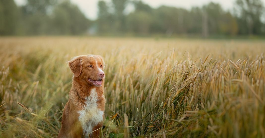 chien dans un champ