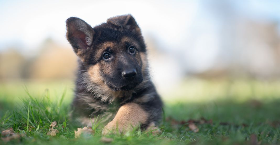 chiot berger allemand allongé dans l'herbe