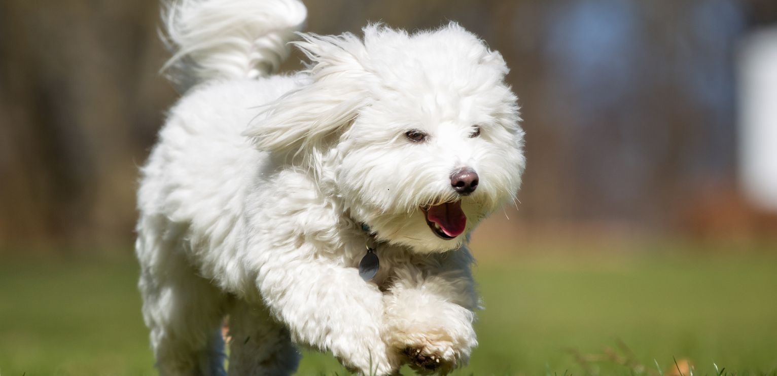 Coton de Tuléar courant en extérieur
