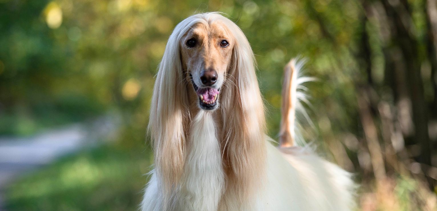 Lévrier Afghan beige