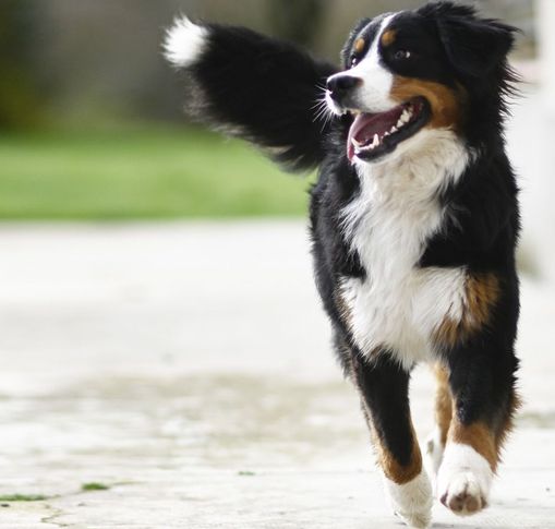 Un chien, la gueule ouverte, court en direction de l'objectif de l'appareil photo