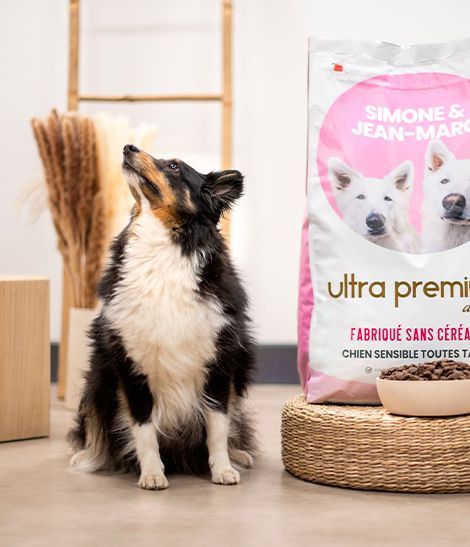 Chien assis à proximité de l'édition collector Simone et Jean-Marc d'Ultra Premium Direct