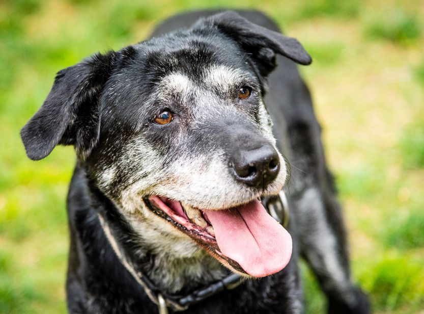 chien noir et blanc senior