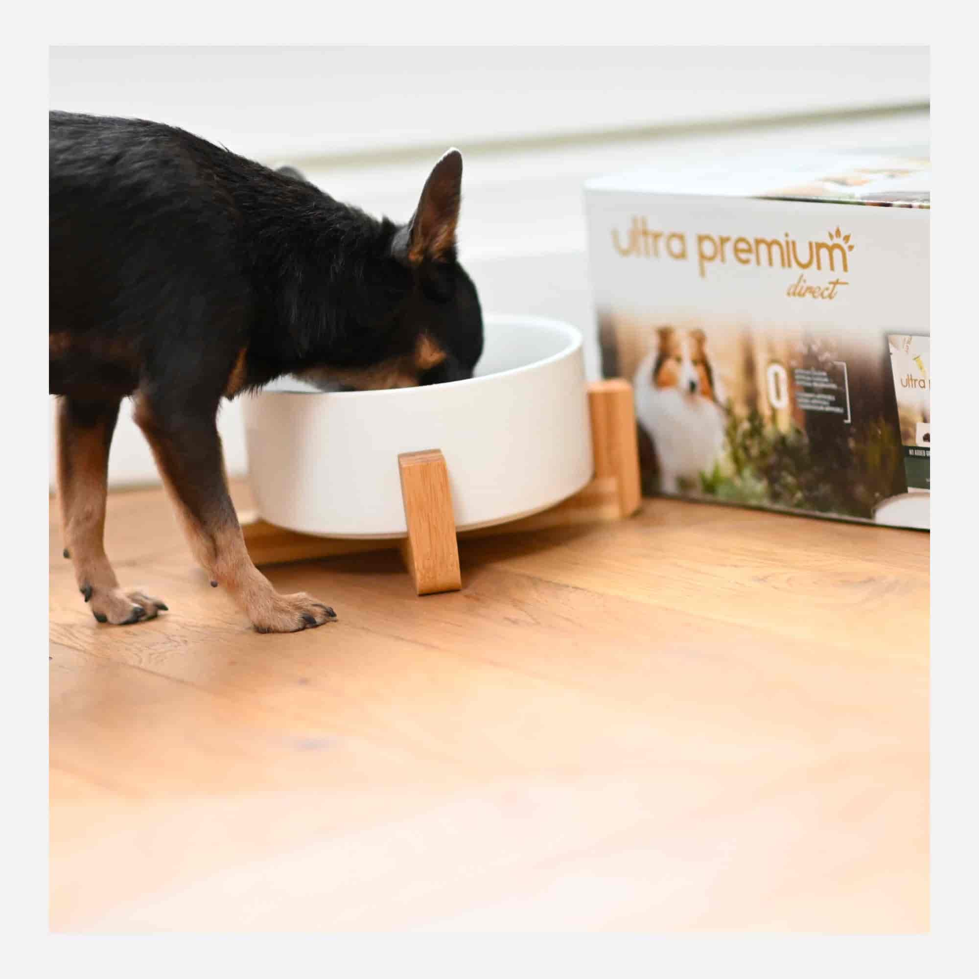 Chien noir mangeant les croquettes et la soupe aux effilés au saumon dans une gamelle blanche 