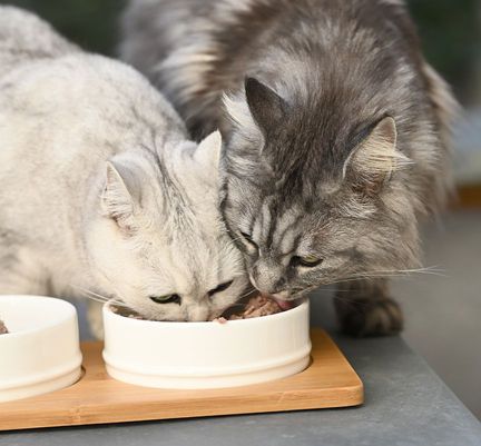 2 chats mangeant dans la même gamelle