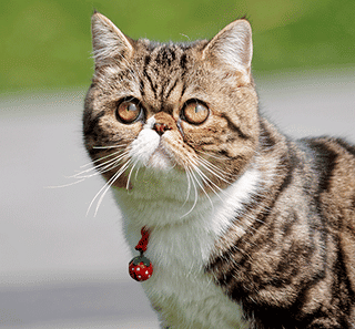 Gros plan sur un exotic shorthair