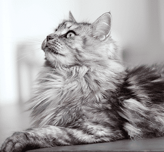 Maine coon couché en intérieur