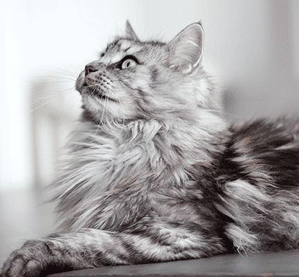 Maine coon couché en intérieur