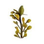 ascophyllum_nodosum_626e13acd0_cmsbfduck2n_b58aee7603_ckUKWVRy1.webp