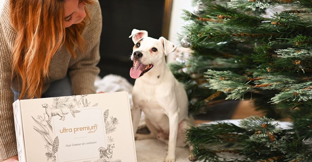 Jack Russell recevant la box de Noël d'Ultra Premium Direct
