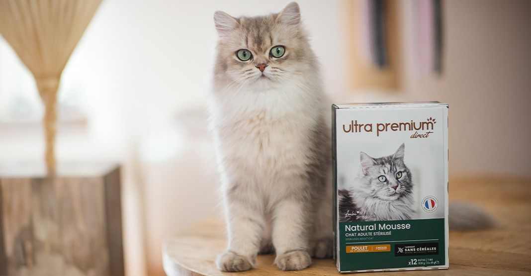 chat blanc et roux à côté de sa natural mousse ultra premium direct
