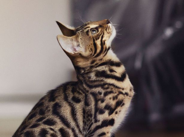 Chat de profil