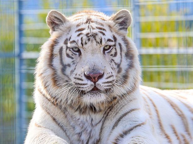 Tigre blanc